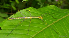 

Stick insects; Long and slender, wingless. Herbivores, strong biting and chewing jaws. long legs,
antennae with many segments