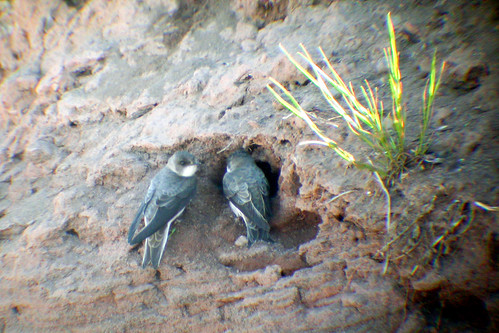 bird nid nest wildlife birding ornithology birdwatching oiseau faune bankswallow ornithologie hirondellederivage