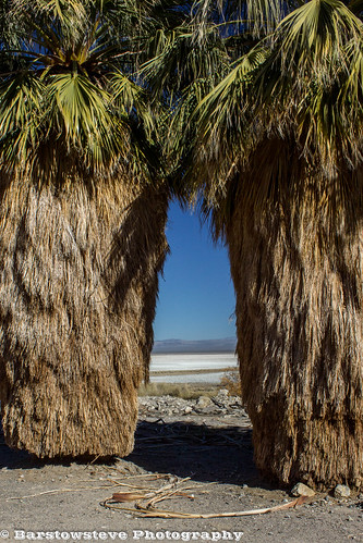 california road trip trees palm mojave 50 zzyzyx