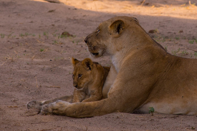 Mama and cub