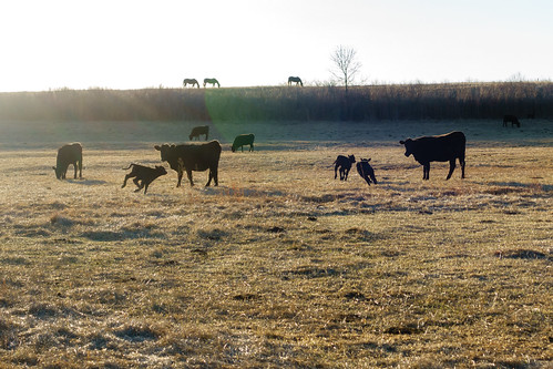 colorado commute cows outdoors sunrise
