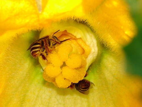 Two female Peponapis squash bees pollinating a zucchini flower