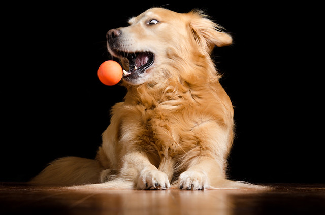 Dog And Ball