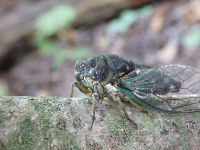 annual cicada Linville Gorge