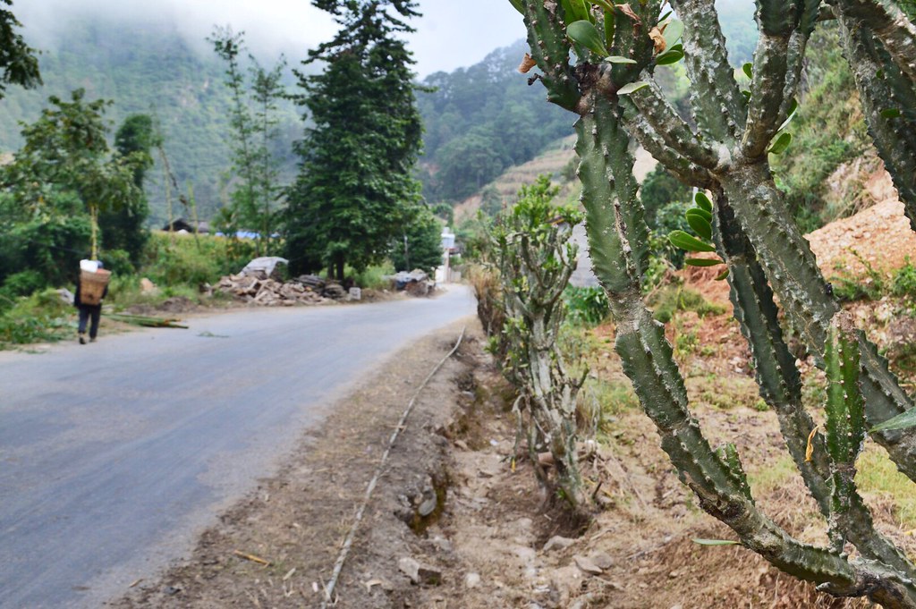 Cactus along a road