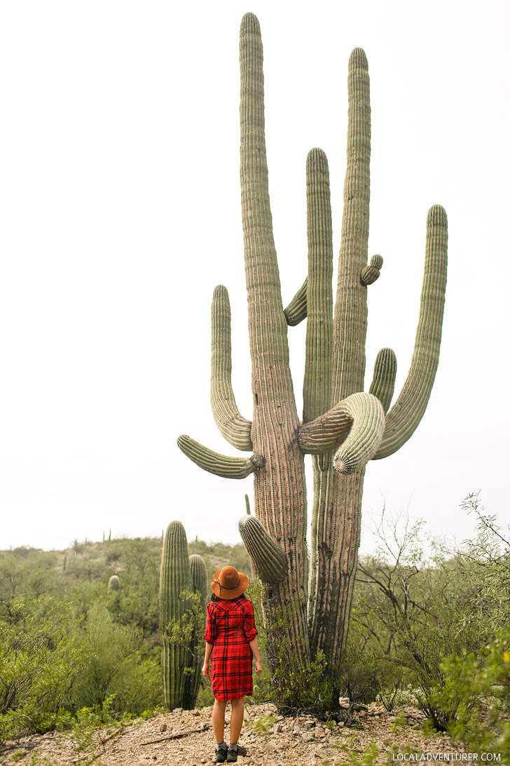 11 Beautiful Things to Do in Saguaro National Park.