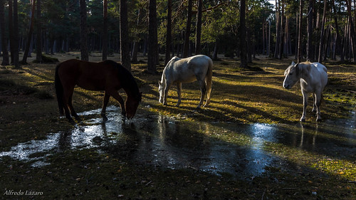 caballos charco hielo pinar reflejos soria