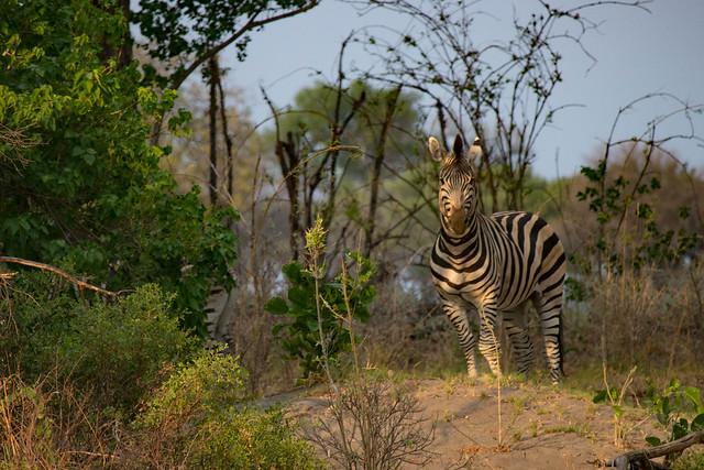 Zebra