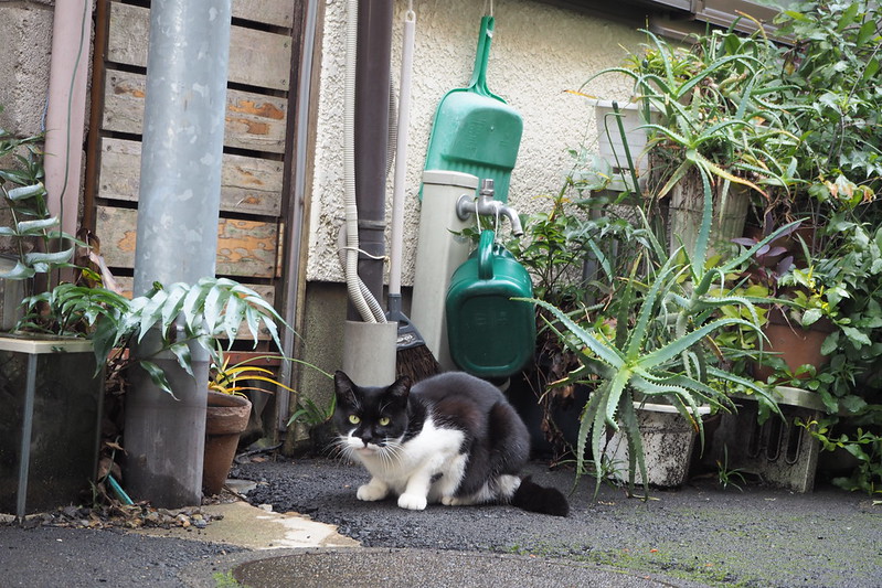 池袋カメラ散歩池袋本町ネコ歩き。白黒猫