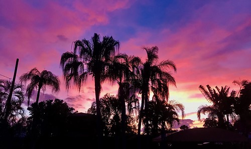 2017 florida palmtrees potd sunrise wiltonmanors 300views