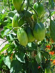 Tomaat (Solanum lycopersicum L. -Black Icicle-) - Potager Extraordinaire - La Mothe Achard - Photo of Le Girouard
