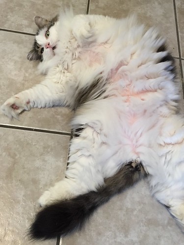 Saya the pink belly