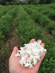 Jasmine harvest 2015 - Photo of La Roquette-sur-Siagne