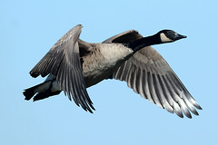 Canada Goose