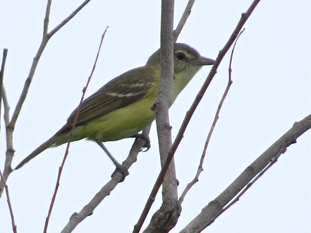 Bell's Vireo at the Kenneth L. Schroeder Wildlife Sanctuary 02
