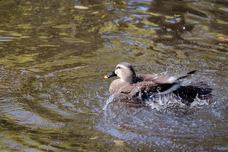 bathing duck