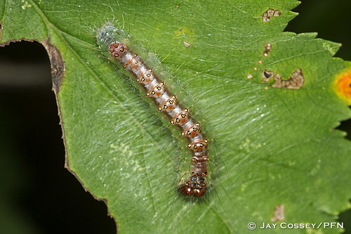 ontario moth caterpillar asfound larva naturephotography macrophotography insitu insecta skunksmisery lepidopterabutterfliesmoths middlesexco photographerjaycossey