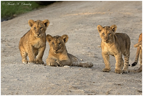 sunset kenya ngc npc lions felines cubs roadblock lioncubs goldenlight greatriftvalley lakenakurunationalpark macswildpixels