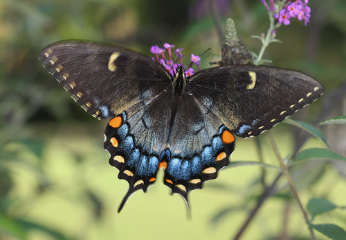 female northcarolina tigerswallowtail richmondcounty blackmorph