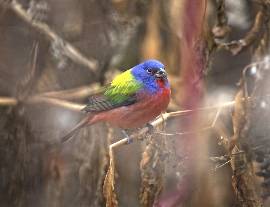 Painted bunting in Prospect Park
