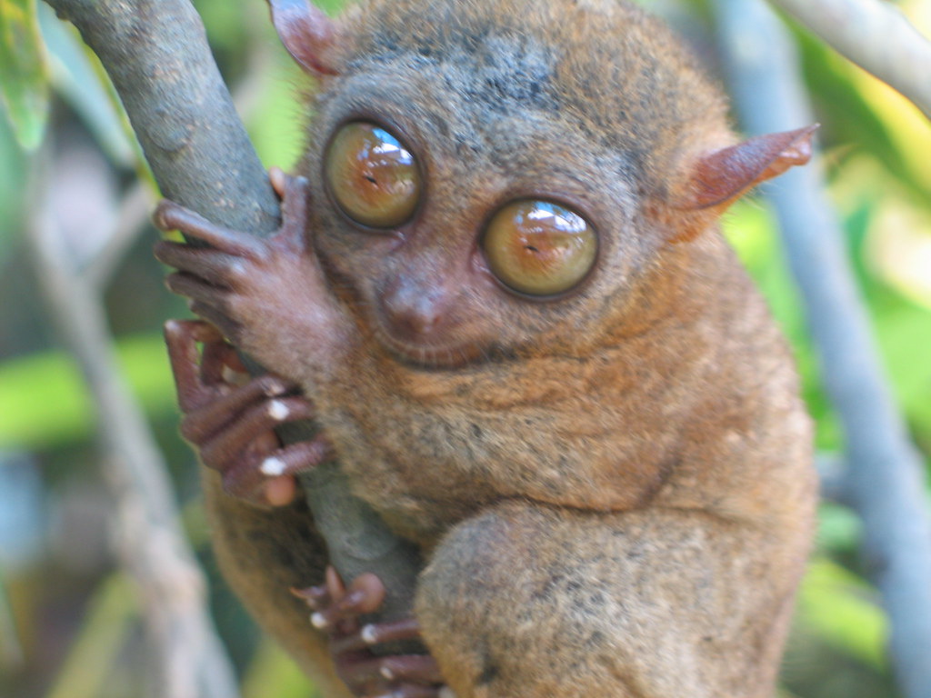 Bilderesultater for tarsier tired