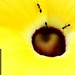 ants on a yellow flower    MG 8469