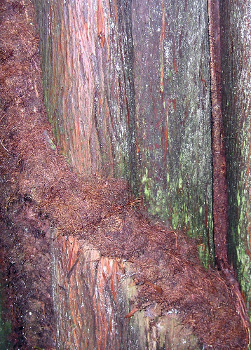 maryland vine swamp cypress poisonivy calvertcounty battlecreekswamp