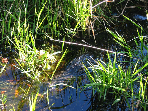 alligator swamp alligatormississippiensis okefneokee