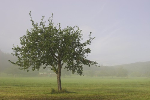 tree fog germany landscape geotagged deutschland lonely lohr geotoolgmif lohrammain geolat49973823 geolon9573812