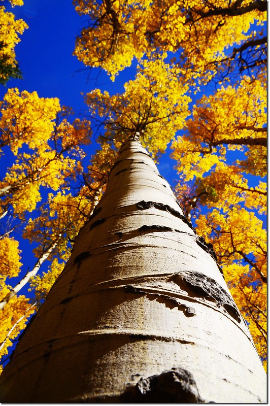 Fall colors at Kenosha Pass, Colorado (26)