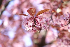 Prunus flowers - Photo of Unias
