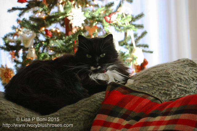 20151204-Kitzy Cat