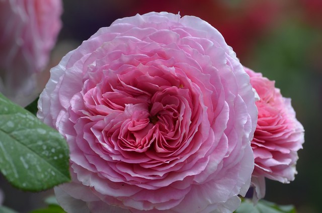 Rosa centifolia in full bloom, Explored, best # 19 on Dec. 15, 2015