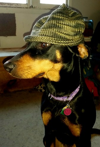 Doberman Puppy wearing handknit baby hat - Lapdog Creations