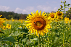 At Liberty Farm for the Sunflower Maze