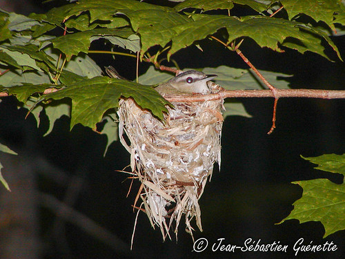 canada bird nid nest wildlife birding newbrunswick ornithology birdwatching oiseau drummond faune redeyedvireo ornithologie viréoauxyeuxrouges