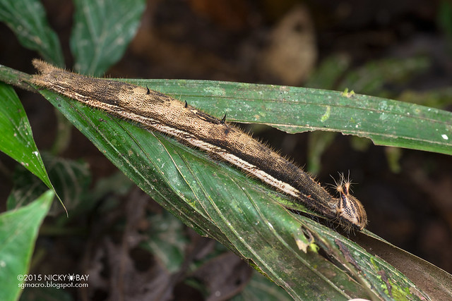 Owl butterfly larva (Caligo sp.) - DSC_3668