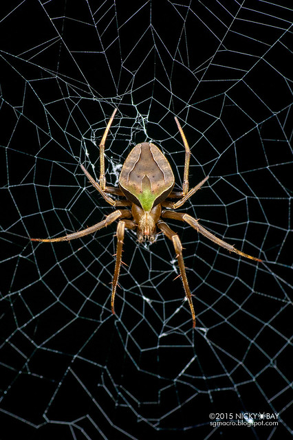 Orb weaver spider (Acacesia sp.) - DSC_9559