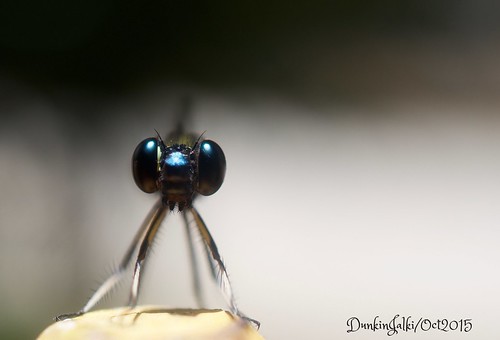 macro nature closeup insect dragonfly