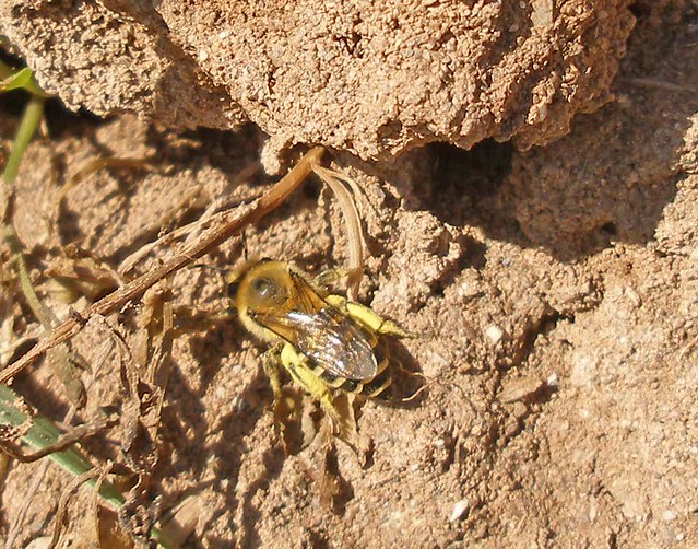 Female ivy bee 2
