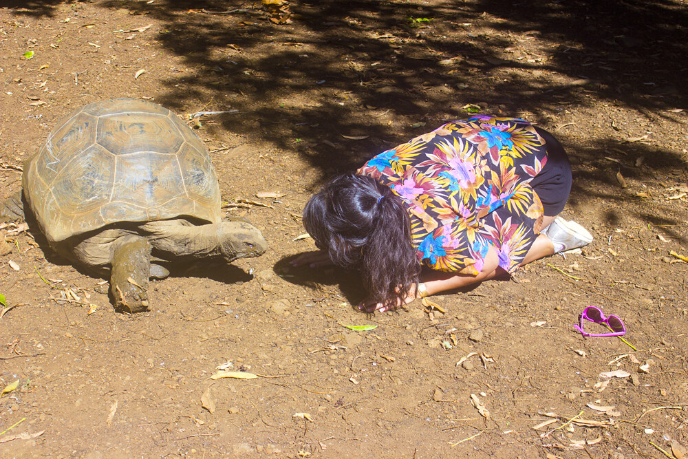 giant tortoise tortoises Casela Nature Wildlife Reserve Mauritius day out tourism animals tapeparade safari birds tortoise