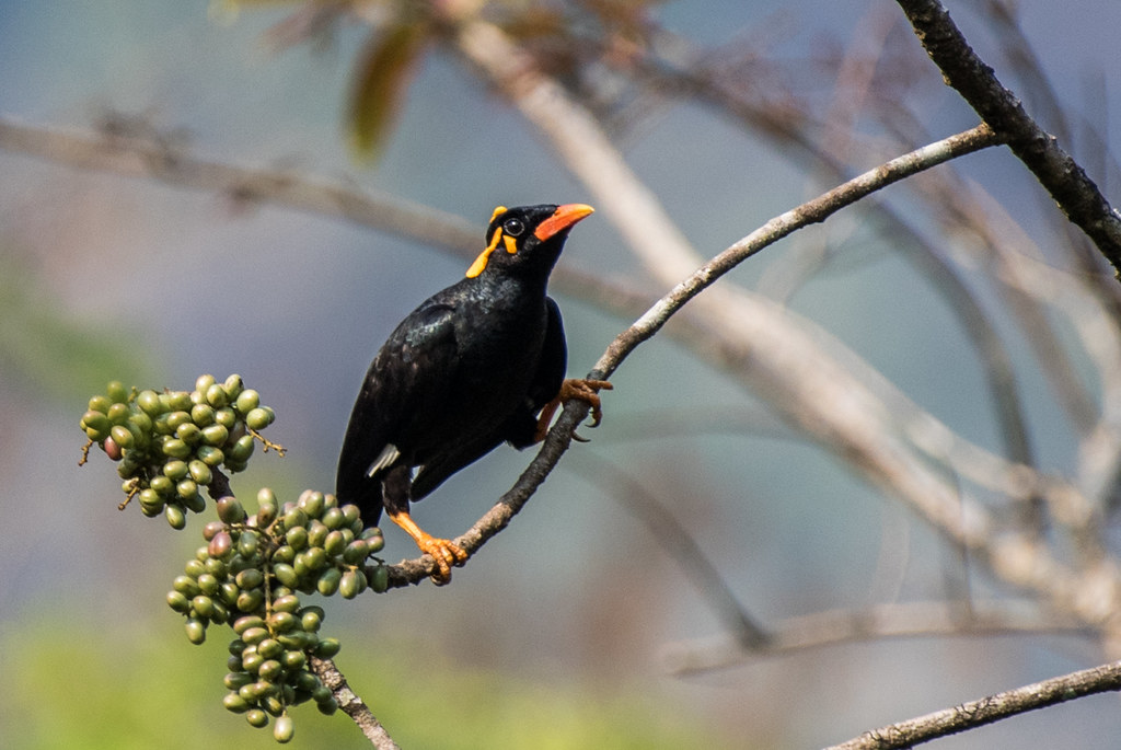 Птицы шри ланки. Священная майна птица. Чёрные птицы на Шри Ланке. Желтые птицы Шри Ланки.