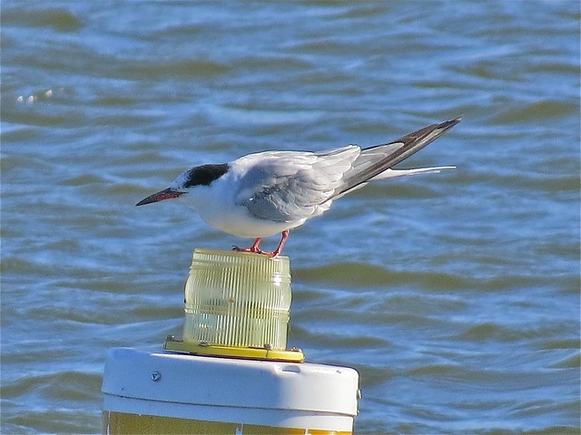 Common Tern at Lake Bloomington in McLean County, IL 32