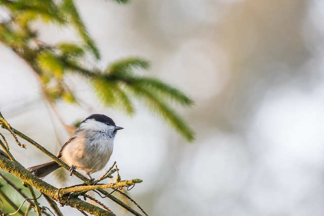 Black-capped Chickadee on a fall morning branch in front of a spruce tree branch.