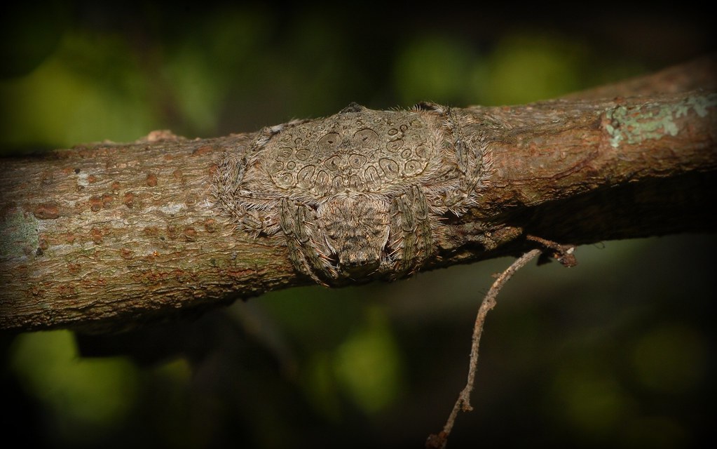 Dokážeš na této větvi najít pavouka?