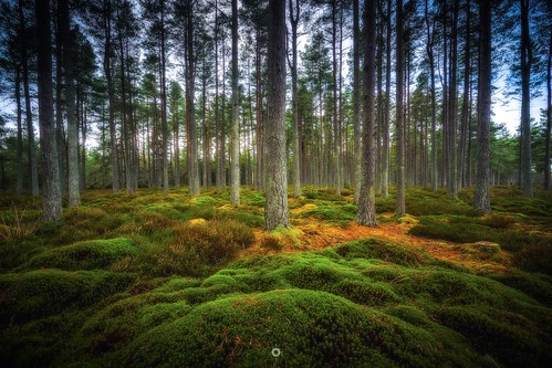 bracketedexposure canon forest hdr landscape leefilters longexposure moss nature perthshire pinetrees scotland trees winter woodland