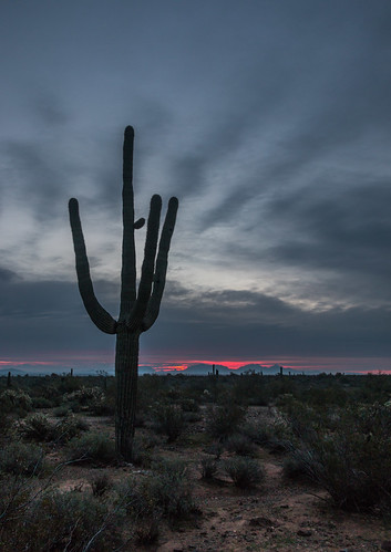 cactus phoenix sunrise arizona unitedstates