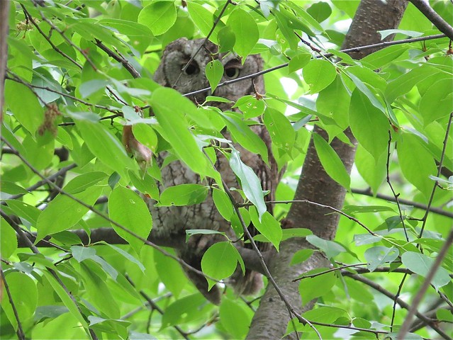 Eastern Screech-owl at Ewing Park in McLean County, IL 02
