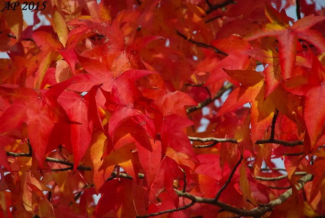 Rouge d'Automne / Fall Red