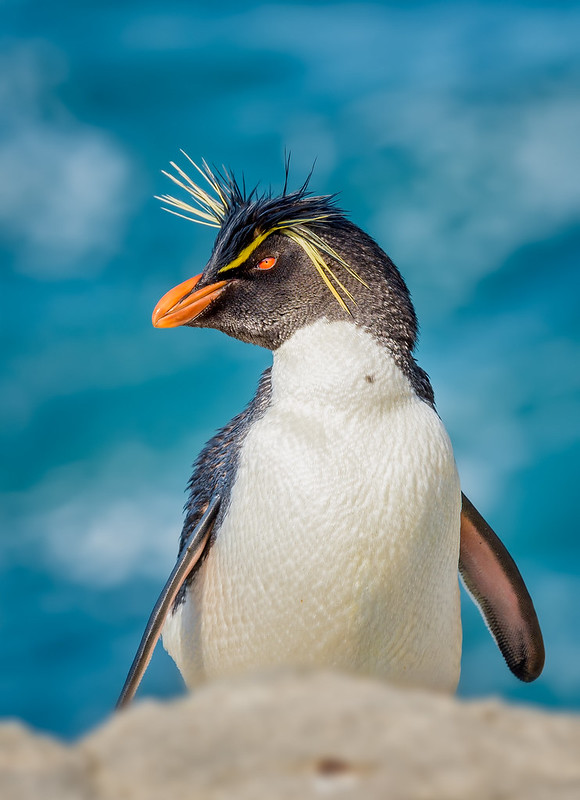 Pinguino penacho amarillo - Rock Hopper pinguin